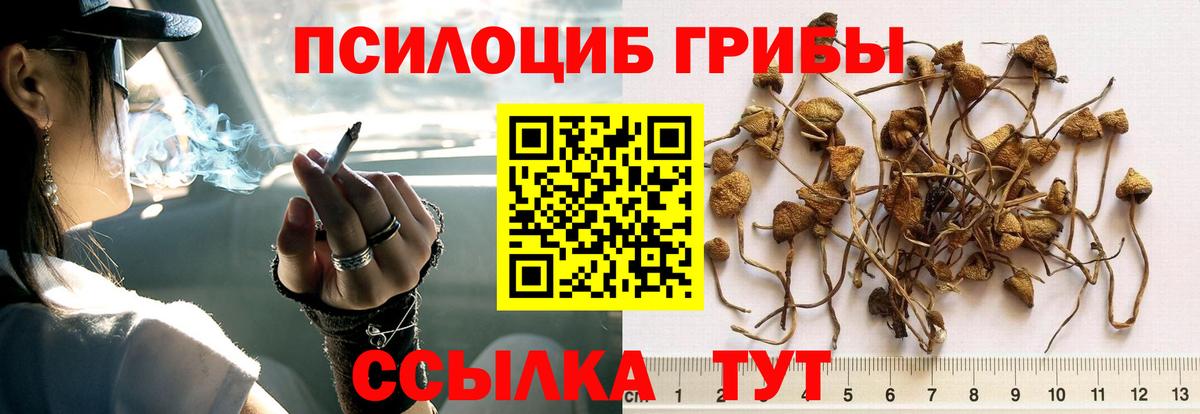 Галлюциногенные грибы Psilocybe  Вход с VPN  Котлас  Галлюциногенные грибы ЛСД 